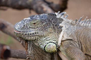 iguana is reptile animal and exotic pet