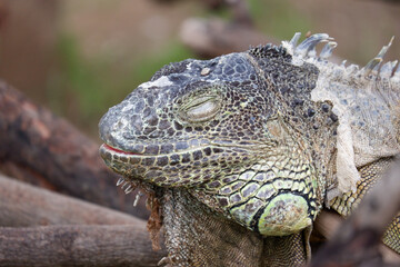 iguana is reptile animal and exotic pet