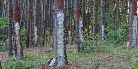 Pine forest industrial resin collection bags. Collecting pine resin from a pine tree. © daphnusia