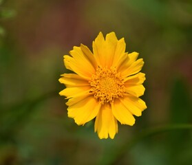 Yellow flower in bloom closeup detail with blurred green background