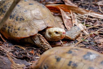 a land turtle in nature