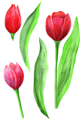 hand drawn watercolor tulip pink