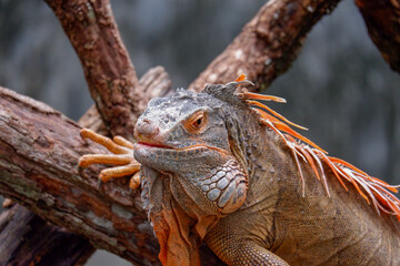 iguana laying on wood