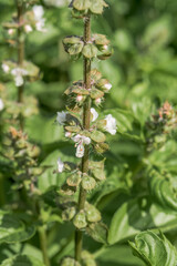 Great Basil (Ocimum basilicum) in vegetable garden