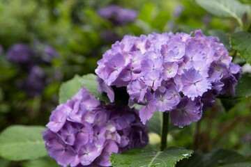 雨の日のアジサイをクローズアップ