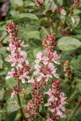 Great Basil (Ocimum basilicum) in vegetable garden