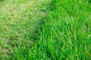 Partially cut grass lawn. Green fresh grass. Difference between perfectly mowed, trimmed garden...