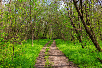 Dirt road in a green forest at spring