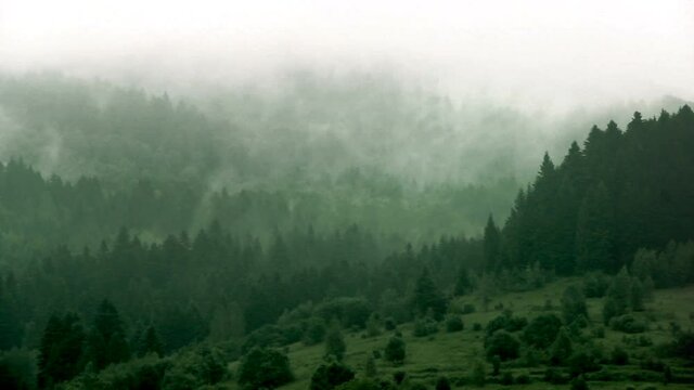 a landscape of the spruce forest at carpathian mountains, national park Skolivski beskidy, Lviv region of Western Ukraine