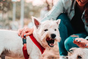 Happy West Highland White Terrier