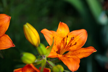 flowerbed with blooming orange lilies. summer garden