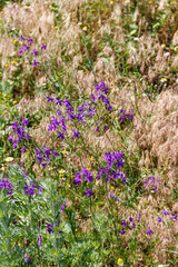 Obraz premium Forking larkspur (Consolida regalis) flowers on a green meadow