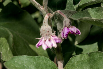 Eggplant (Solanum melongena) in vegetable garden