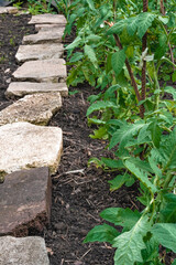 Path in the garden near vegetable beds