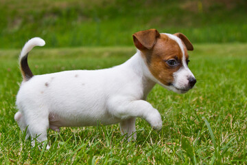 Little puppys are walking and playing on the street in the grass.