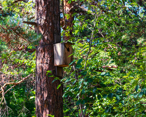 Birdhouses on a tree in the woods.