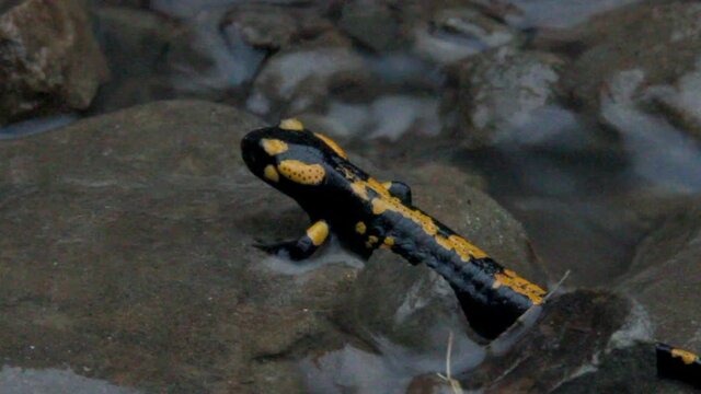close up of a baby of black yellow spotted Europaean fire salamander 