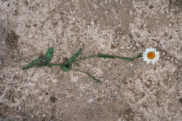 A single chamomile flower trampled on the asphalt, symbolizing environmental problems