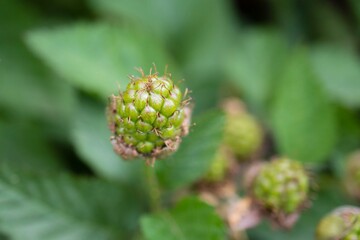 緑の実が出来た野イチゴ（クサイチゴ）
