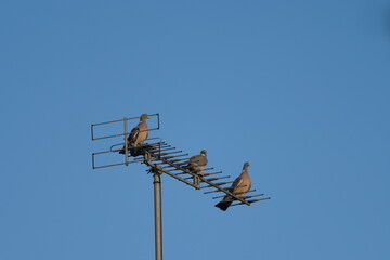 Trois pigeons admirent le paysage