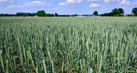Wheat field ready for harvest under a blue summer sky. Netherlands. Selective Focus