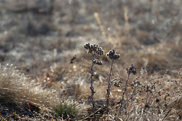 A frozen dry last year's flowers of Helichrysum arenarium (dwarf everlast, immortelle) in the field in a cold spring morning