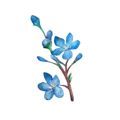 Fototapeta na wymiar Watercolor illustration. Twig with blue flower