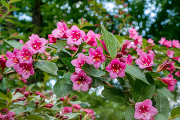 Old Fashioned Weigela (Weigela florida) in park