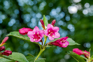 Obraz premium Old Fashioned Weigela (Weigela florida) in park