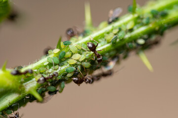 Plague: Macro of ants milking aphids on a blackberry bush