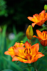 flowerbed with blooming orange lilies. summer garden