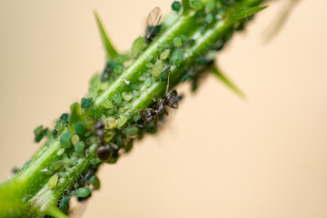 Plague: Macro of ants milking aphids on a blackberry bush