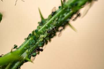 Plague: Macro of ants milking aphids on a blackberry bush