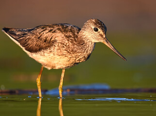 Low angle shot of a common greenshank (tringa nebularia) feeding in the wetlands.