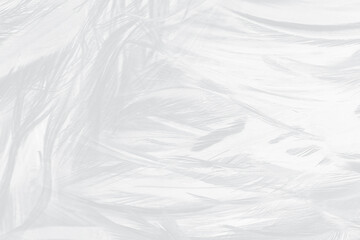 Beautiful white feather wooly pattern texture background