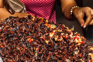 insects as food