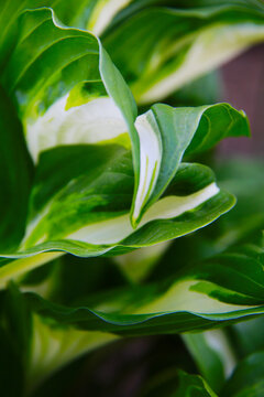 green white hosta leafs close up