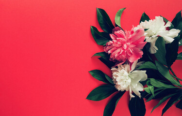 Creative layout made of white and pink peony flowers on colorful background.