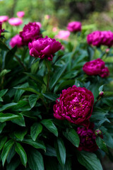 flowerbed with blooming red peonies. summer garden