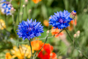 Cornflower (Centaurea cyanus) in garden