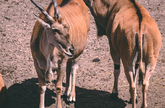 Two kudu standing next to each other with close up of fce
