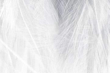 Obraz premium Beautiful white feather wooly pattern texture background