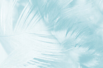 Obraz premium Beautiful blue turquoise vintage color trends feather pattern texture pastel background