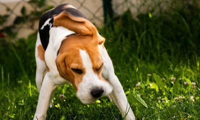 Beagle dog shaking grass off on green meadow.
