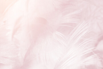 Obraz premium Beautiful violet - mauve mist colors tone feather texture background, pastel trends color