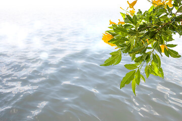 yellow leaves on the water