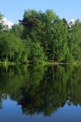 Fototapeta premium Mirror reflection of different trees in a pond