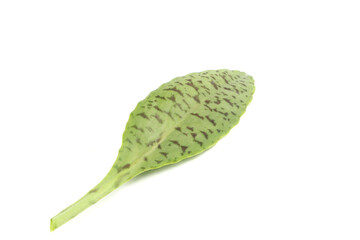 Tiger pattern Kalanchoe leaves isolated on a white background.