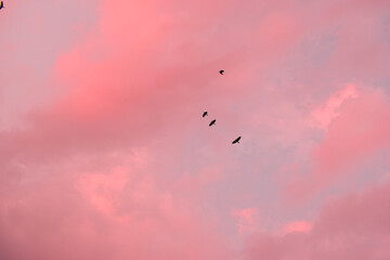 flying birds in the pink sky.