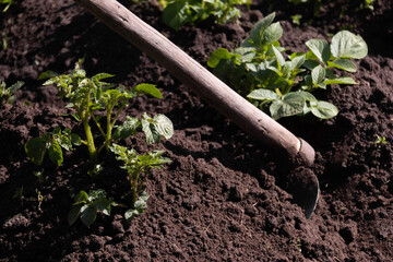 Green plant of potato (Solanum tuberosum). Spudding of growing potato plants on the field. Close up, selective focus.